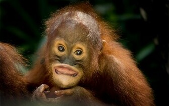 Animal Orangutan Wallpaper