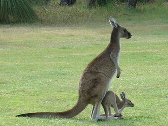Kangaroo Wallpaper Photos