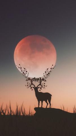 Dana Raasch On iPhone Deer Wallpaper Nature