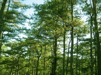 Pine Trees Wide Wallpaper