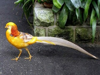 Golden Pheasant Wallpaper Background