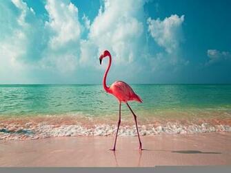 Flamingo Wallpaper