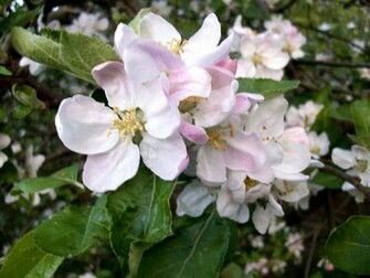 Apple Blossom Wallpaper