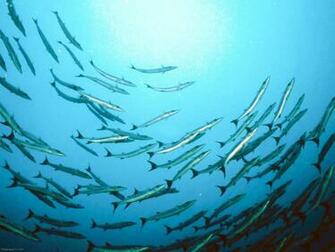 Blue Banded Sea Perch Fish Wallpaper Ocean Underwater Water