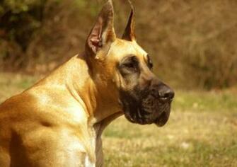 Great Dane Wallpaper Gallery