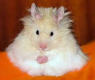 Funny Fluffy Hamster Computer Screen Saver Pc Desktop Wallpaper