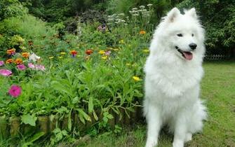 Flowers Garden Dogs Samoyed Samoyede Wallpaper