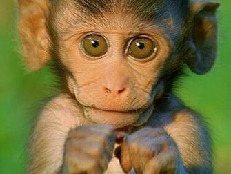 Gallery For Gt Baby Capuchin Monkeys