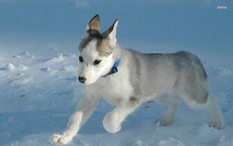 Husky Puppy Gallery Wallpaper Walops