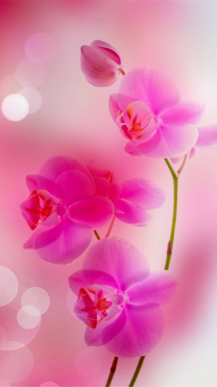Pink Rose iPhone Wallpaper