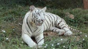 Windows HD Wallpaper Lions And Tigers