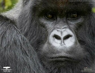 Baby Gorilla Wallpaper Wide HD
