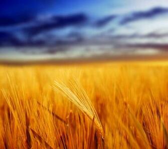 Elegant QHD Wallpaper For Lg G3 Enhancing Gracefulness Of Eye