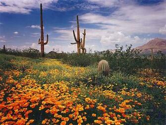 The World S Most Beautiful Spring Wildflowers Fluent In Frolicking