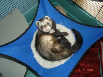 Ferret Wallpaper