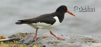 Ostrero Euro Siatico Haematopus Ostralegus M S Fotograf As En