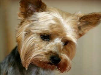 Yorkshire Terrier Dogs Wallpaper