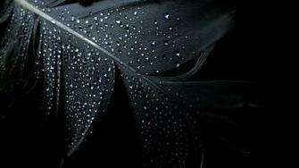 Feather Wallpaper Umad