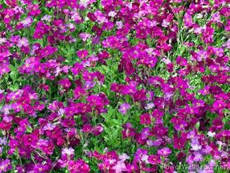 Most Beautiful Flower Wallpaper World