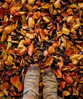 Background Fall Leaves Autumn