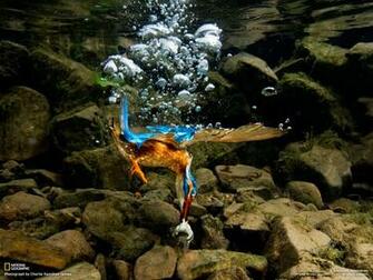 Unique Wallpaper Most Famous National Geographic HD