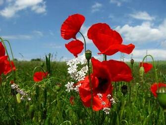 Poppy Flowers Wallpaper Desktop