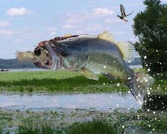 Free download orglargemouth bass fishing wallpaper background