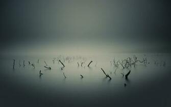 Lake Sticks Branches Wallpaper