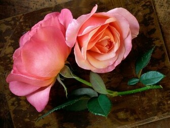 Rose Wallpaper