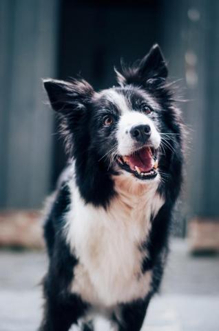 Dog With Man Pictures Image