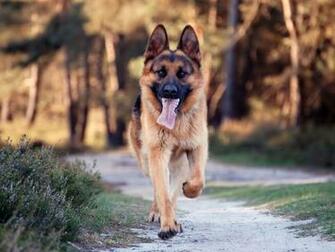 Idool Perro Pastor Alem N German Shepherd Dog Wallpaper HD Of