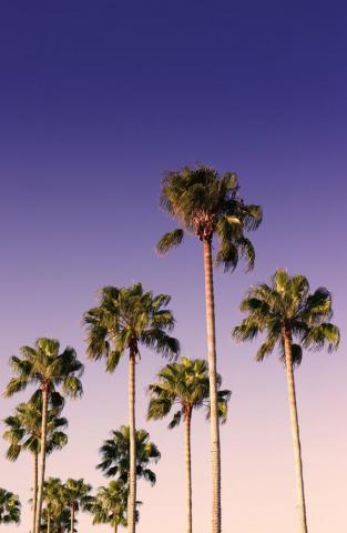 Green Palm Trees Under Blue Sky During Daytime Photo Image