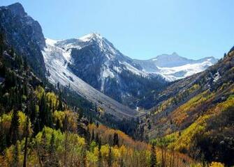 Best Aspen Snowmass Wallpaper Tree