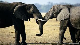 Wallpaper Animal Elephant