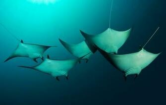 Wallpaper Skat Manta The Pacific Ocean Melanesia Solomon
