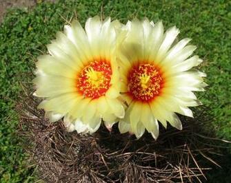 Two Yellow Flowers Image