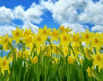 Daffodile Wallpaper Jpg