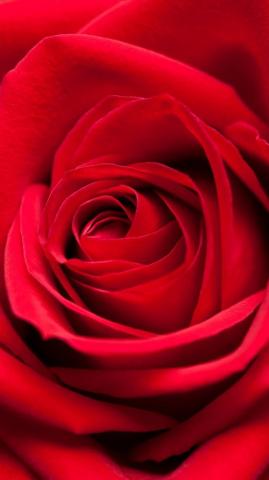 Red Rose Android Fullscreen Wallpaper Traxzee