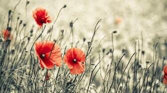 Poppy Computer Wallpaper Desktop Background Id