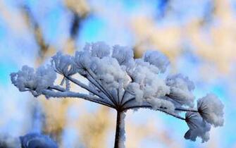 Winter Flower Px HDwallsource