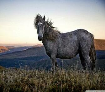Beautiful Wild Horse HD Desktop Wallpaper High Definition