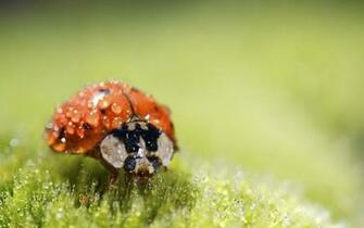 Macro Photography HD Wallpaper Of Awesome