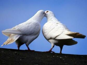 Dove Wallpaper White Desktop