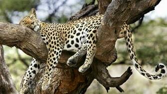Animals Mix National Geographic Alafoto Wallpaper