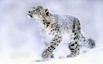 Snow Leopard Wallpaper