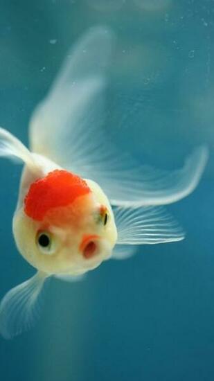 iPhone Fish Background Wallpapercraft