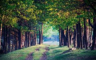 Forest Kingdom HD Wallpaper 1080p The Database