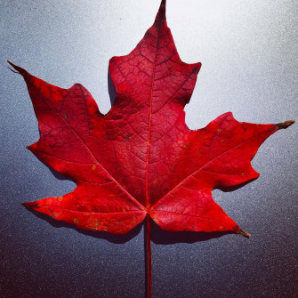 Beautiful Maple Leaf Wallpaper