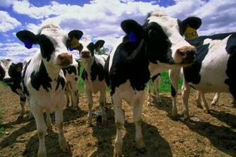 Cows97 Jpg