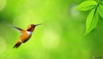 Wallpaperpoints Bird HD Desktop Background Wallpaper